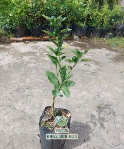 cây giống tắc ngọt đài loan cây giống phúc an