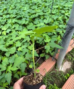 cây giống đu đủ thái ruột vàng-cây giống phúc an