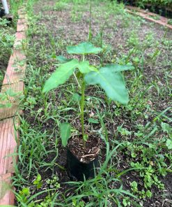 cây giống đu đủ thái ruột vàng-cây giống phúc an