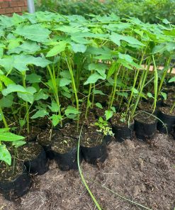 cây giống đu đủ thái ruột vàng-cây giống phúc an