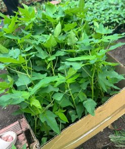 cây giống đu đủ thái ruột vàng-cây giống phúc an