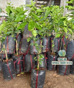 cây giống quýt hồng lai vung-cây giống phúc an