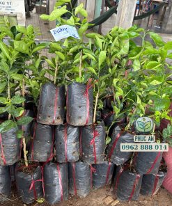 cây giống quýt hồng lai vung-cây giống phúc an