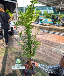 cây giống lựu thái-cây giống phúc an