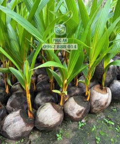 cây giống dừa xiêm hồng cây giống phúc an