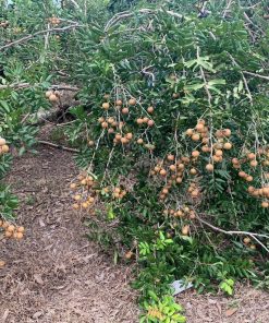 giống nhãn xuồng vàng-cây giống Phúc An