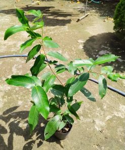 cây giống mận trắng sữa-cây giống phúc an