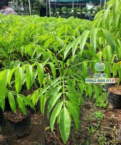 giống cóc thái-cây giống Phúc An