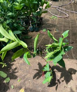 cây giống mận đào đá - cây giống phúc an