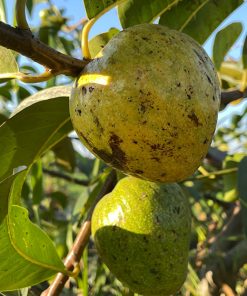 Cận cành trái bình bát đã chín