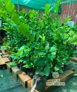 giống chanh vàng mỹ-cây giống phúc an