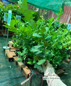 giống chanh vàng mỹ-cây giống phúc an