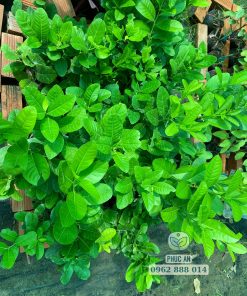 giống chanh vàng mỹ-cây giống phúc an