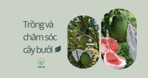 Kỹ tTrồng và chăm cây bưởi