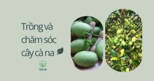 Kỹ thật trồng và chăm sóc cà na thái