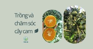 Trồng và chăm sóc cây cam