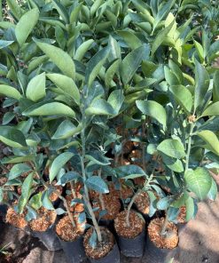 giống cam xoàn-cây giống Phúc An