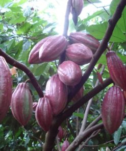 giống ca cao cây giống phúc an