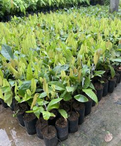 Cây giống ca cao ghép Phúc An cung cấp