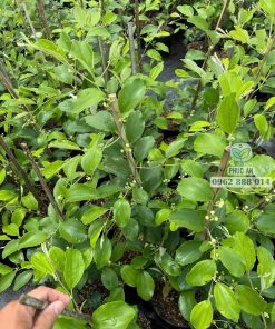 Cây giống táo thái - Cây Giống Phúc An