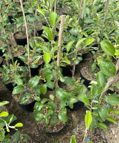 Cây giống táo thái tại Cây Giống Phúc An