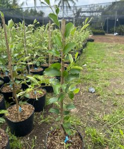 Cây giống táo thái xanh tốt tại Phúc An