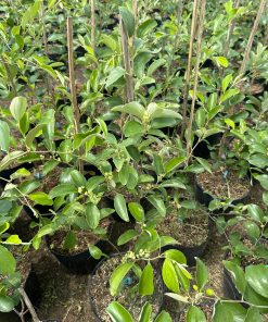 Cây giống táo thái, sản xuất bằng phương pháp ghép cành