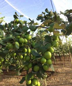 Cây táo thái đang mang trái