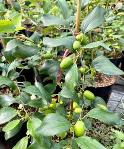 Táo thái đậu trái