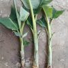 giống chuối hột-cây giống Phúc An