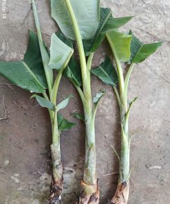 giống chuối hột-cây giống Phúc An