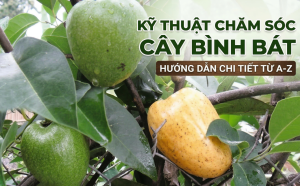 Kỹ thuật chăm sóc cây bình bát