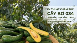 Kỹ thuật trồng và chăm sóc cây bơ 034