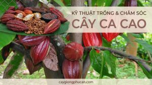Kỹ thuật trồng và chăm sóc ca cao