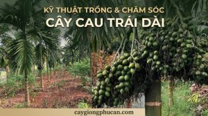 Kỹ thuật trồng và chăm sóc cau ta trái dài