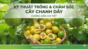 Kỹ thuật trồng và chăm sóc chanh dây