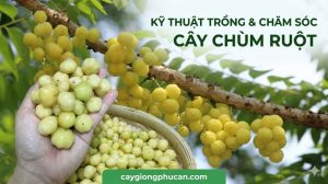 Kỹ thuật trồng và chăm sóc chùm ruột