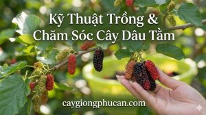 Kỹ thuật trồng và chăm sóc dâu tằm