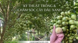 Kỹ thuật trồng và chăm sóc dâu xanh