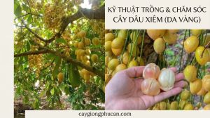 Kỹ thuật trồng và chăm sóc dâu xiêm