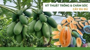Kỹ thuật trồng và chăm sóc đu đủ