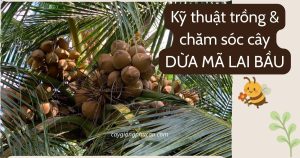 Kỹ thuật trồng và chăm sóc dừa mã lai