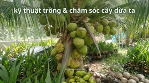 Kỹ thuật trồng và chăm sóc dừa ta