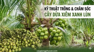 Kỹ thuật trồng và chăm sóc dừa xiêm xanh lùn