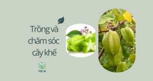 Kỹ thuật trồng và chăm sóc cây khế