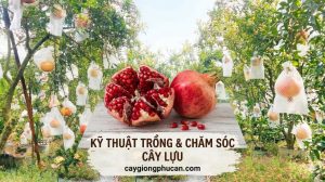 Kỹ thuật trồng và chăm sóc cây lựu