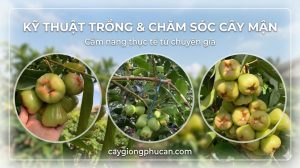 Kỹ thuật trồng và chăm sóc cây mận