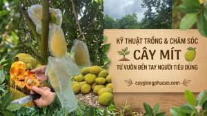 Kỹ thuật trồng và chăm sóc cây mít