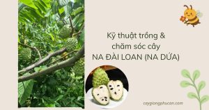 Kỹ thuật trồng và chăm sóc na đài loan