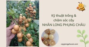 Kỹ thuật trồng và chăm sóc nhãn Long Phụng Châu